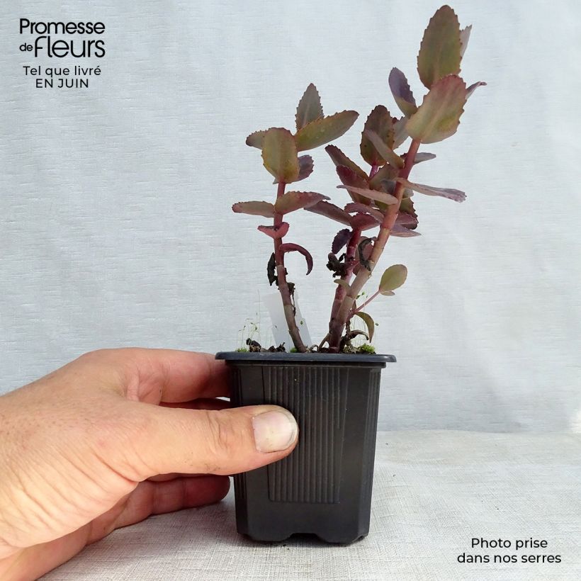 Exemplaar van Sedum telephium Chocolate Cherry - Hemelsleutel Kweekpotje van 8/9 cm zoals geleverd in de zomer