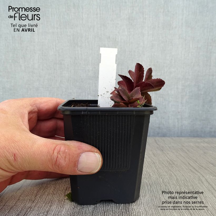 Exemplaar van Sedum Dark Magic - Hemelsleutel Kweekpotje van 8/9 cm zoals geleverd in de lente