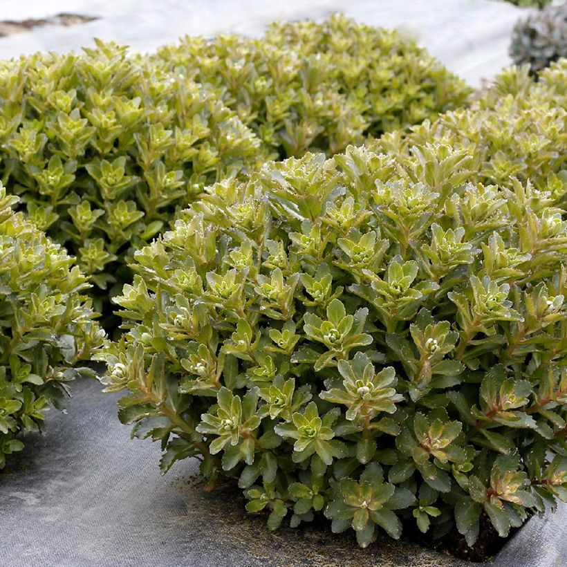 Sedum telephium Double Martini - Hemelsleutel (Blad)