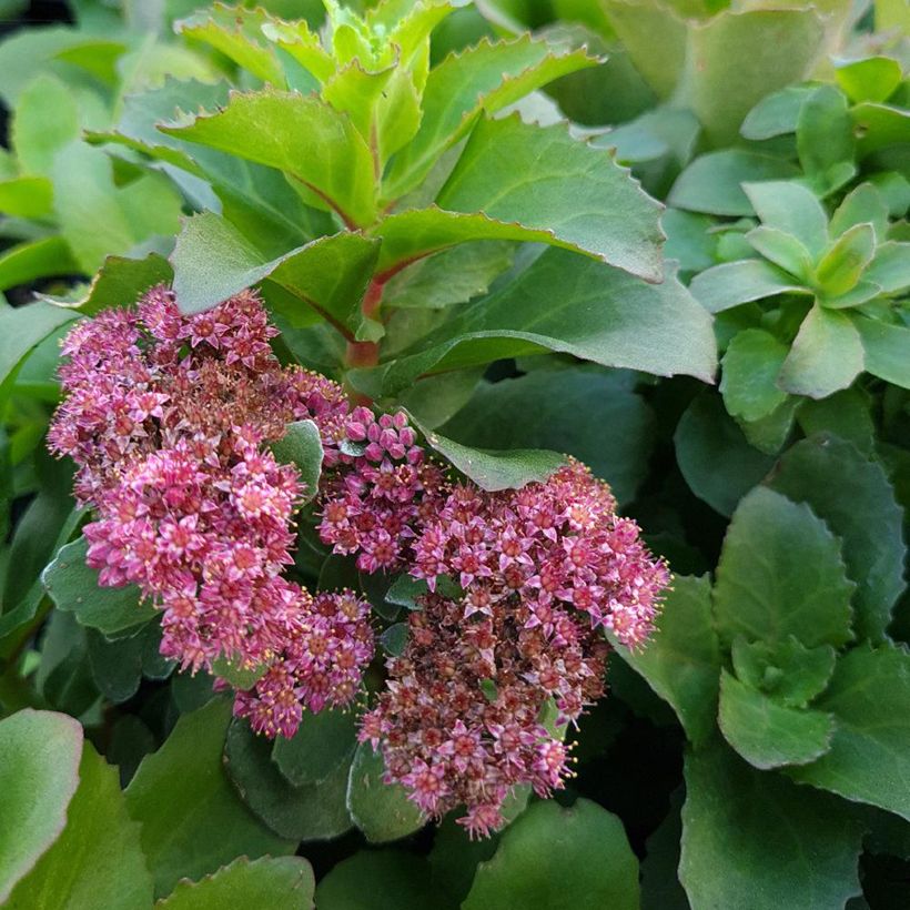Sedum telephium Double Martini - Hemelsleutel (Bloei)
