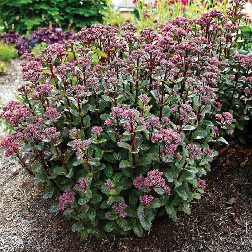 Sedum telephium Double Martini - Hemelsleutel (Groeiplaats)