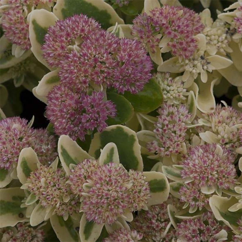 Sedum spectabile Frosted Fire - Hemelsleutel (Flowering)