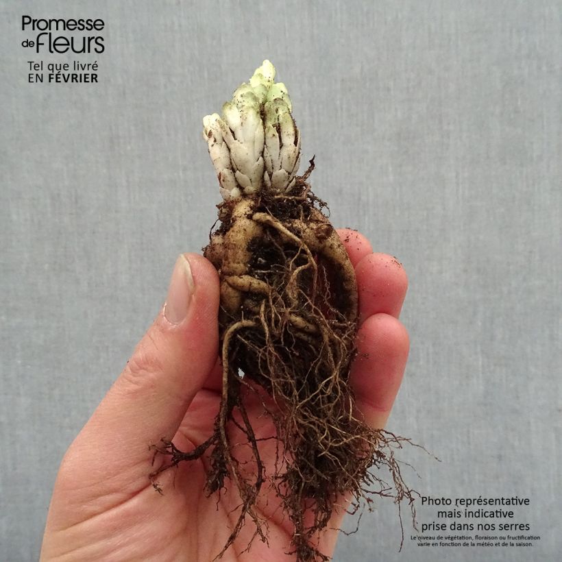 Example of Sedum Frosted Fire - Orpin d'automne. Naakte wortel as you get in hiver