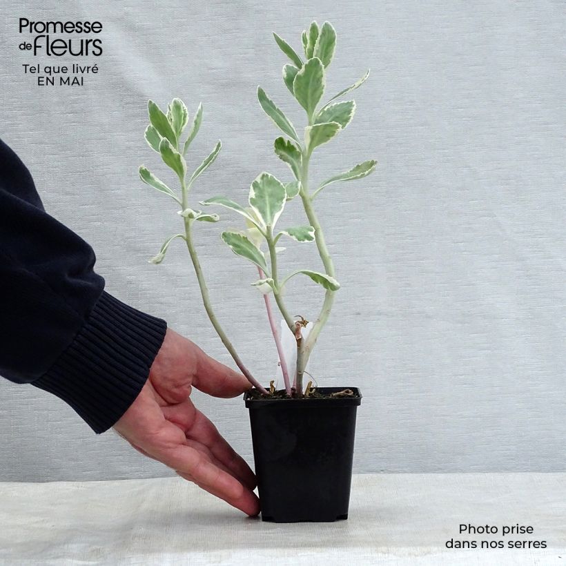 Exemplaar van Sedum Frosty Morn - Hemelsleutel Kweekpotje van 8/9 cm zoals geleverd in de lente