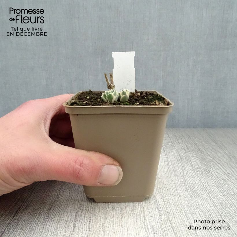 Example of Sedum Frosty Morn - Hemelsleutel Kweekpotje van 8/9 cm as you get in hiver