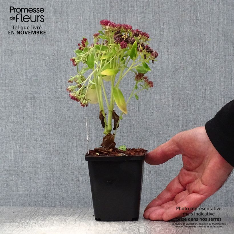 Exemplaar van Sedum Herbstfreude - Hemelsleutel Kweekpotje van 8/9 cm zoals geleverd in de herfst