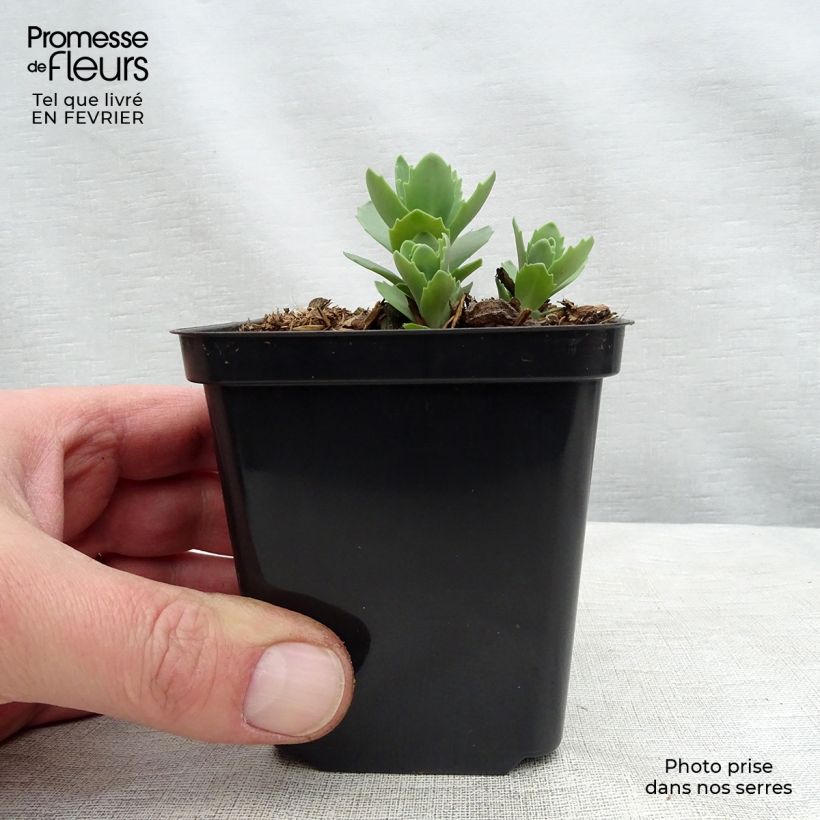 Example of Sedum Herbstfreude - Hemelsleutel Kweekpotje van 8/9 cm as you get in hiver