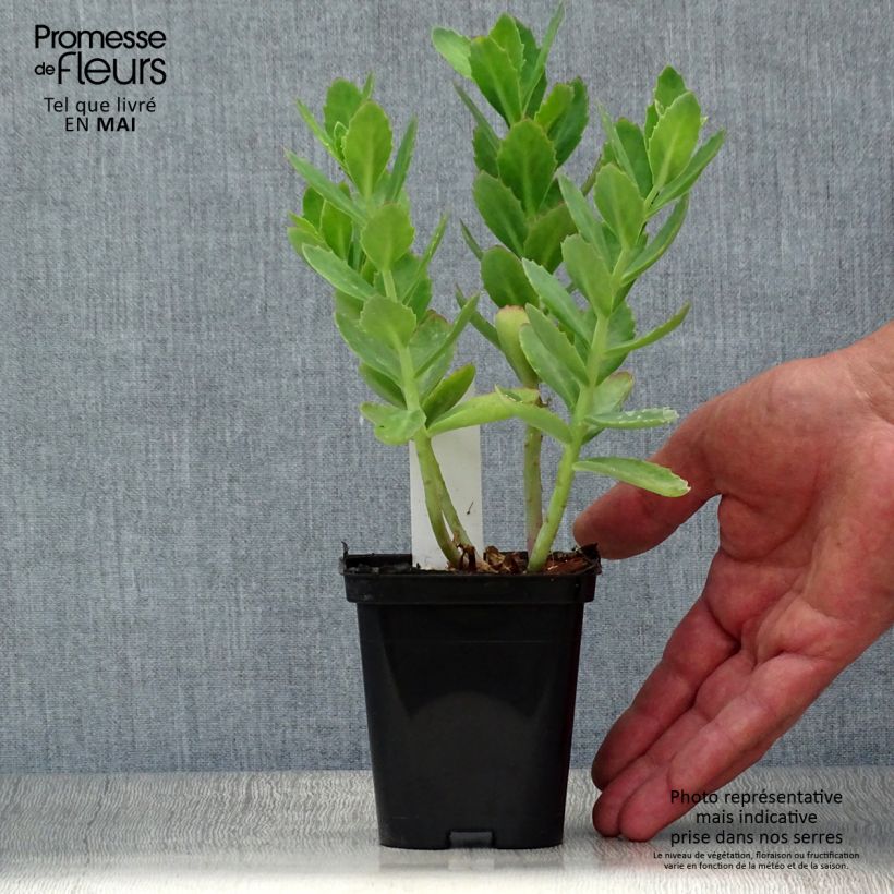 Exemplaar van Sedum Herbstfreude - Hemelsleutel Kweekpotje van 8/9 cm zoals geleverd in de lente