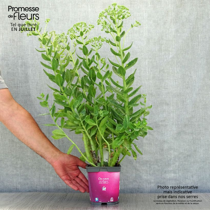 Exemplaar van Sedum Herbstfreude - Hemelsleutel Pot van 2 l/3 l zoals geleverd in de zomer