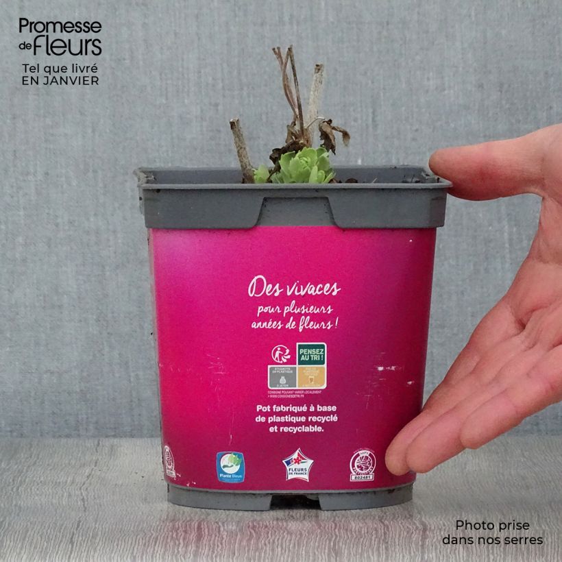 Example of Sedum Herbstfreude - Hemelsleutel Pot van 2 l/3 l as you get in hiver