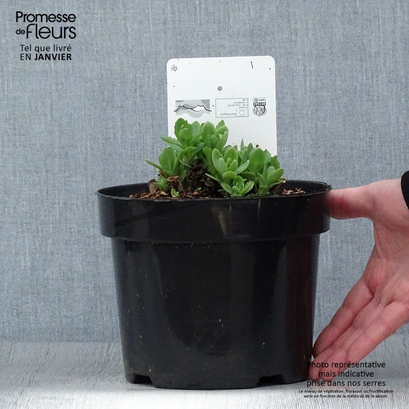 Example of Sedum Herbstfreude - Hemelsleutel Pot van 3 l/4 l as you get in hiver