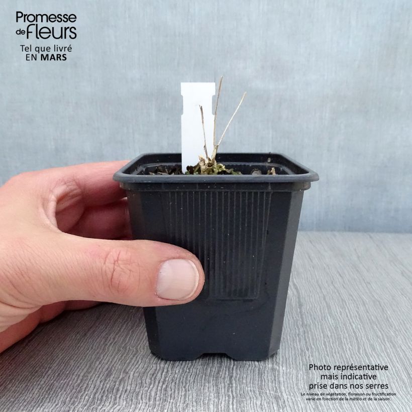 Exemplaar van Sedum telephium Thunderhead - Hemelsleutel Kweekpotje van 8/9 cm zoals geleverd in de lente