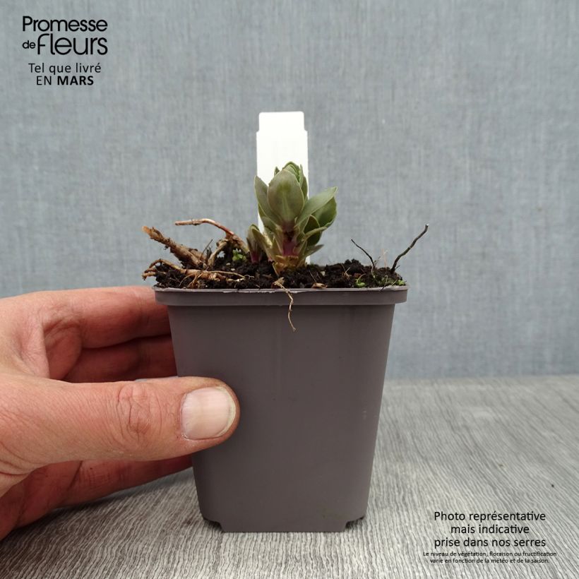 Example of Sedum telephium Thunderhead - Hemelsleutel Kweekpotje van 8/9 cm as you get in hiver