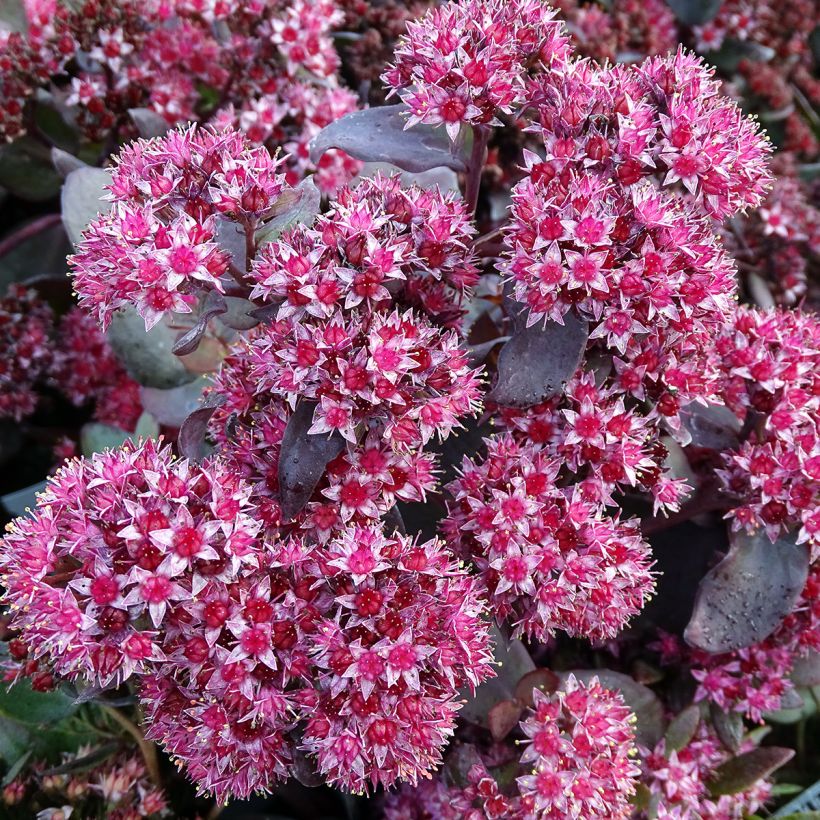 Sedum Jose Aubergine - Hemelsleutel (Flowering)