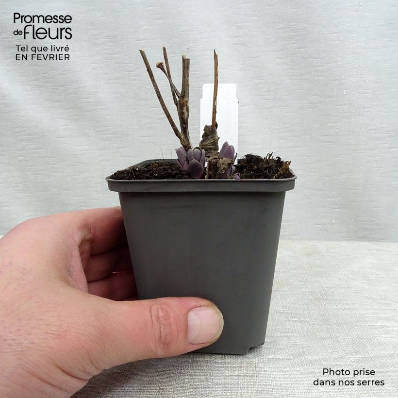 Example of Sedum Jose Aubergine - Orpin Kweekpotje van 8/9 cm as you get in hiver