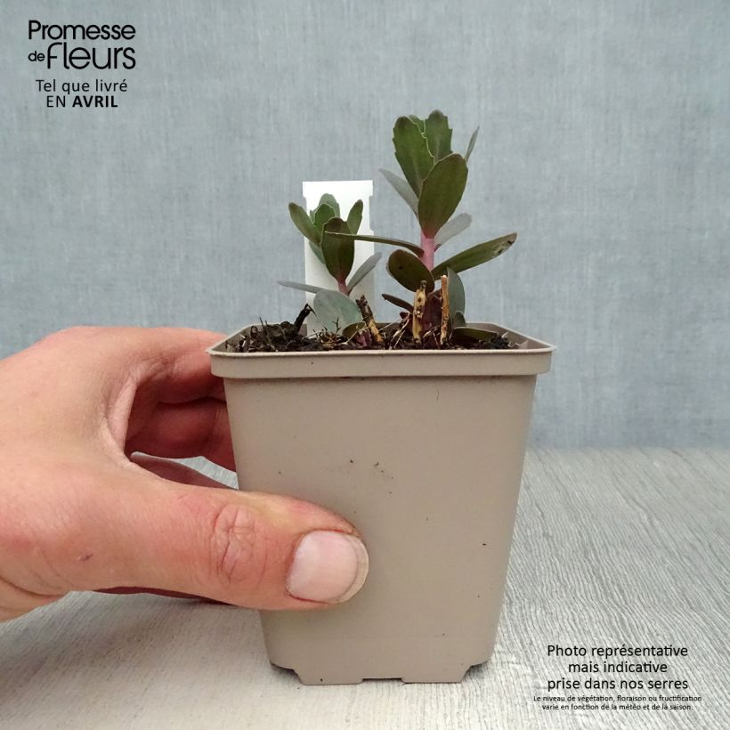 Exemplaar van Sedum Jose Aubergine - Hemelsleutel Kweekpotje van 8/9 cm zoals geleverd in de lente