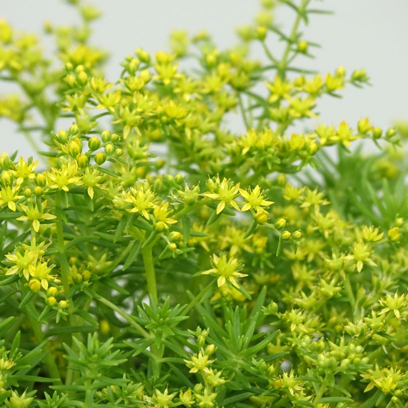 Sedum Lemon Ball - Hemelsleutel (Bloei)