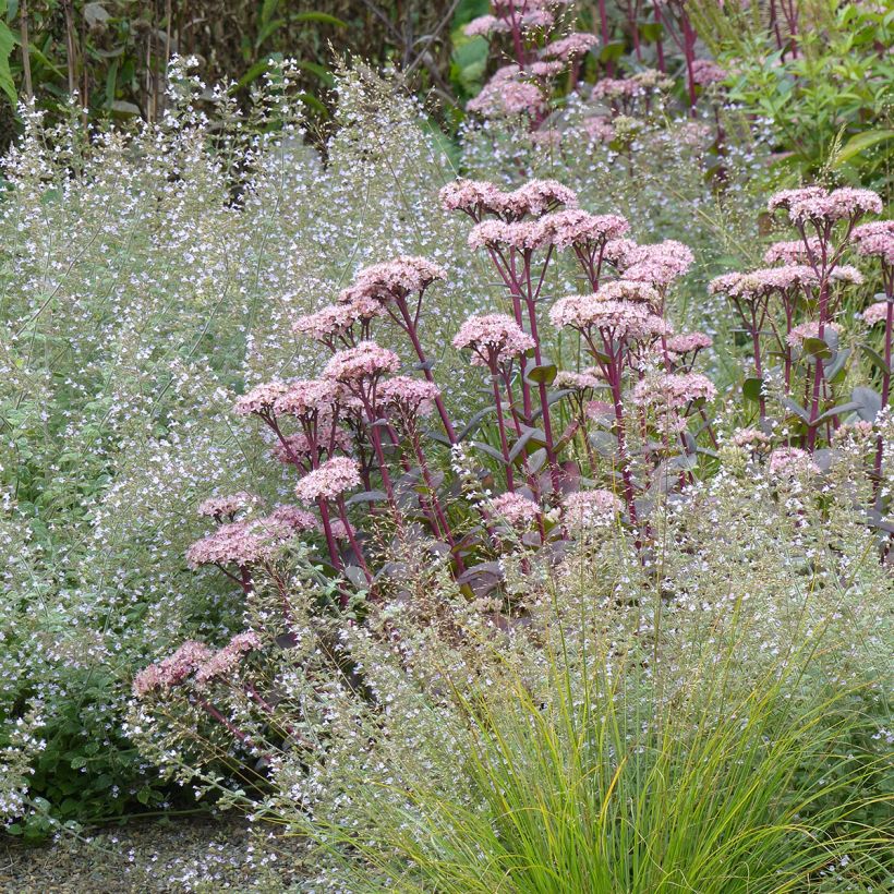 Sedum Matrona - Hemelsleutel (Groeiplaats)