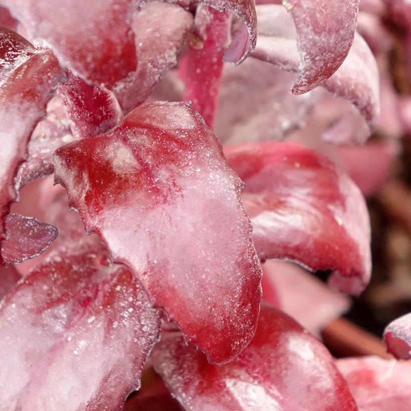 Sedum Mojave Jewels Diamond - Hemelsleutel (Blad)