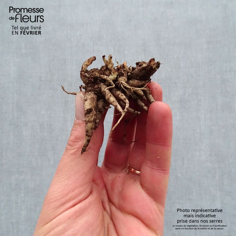 Exemplaar van Sedum Mojave Jewels Diamond - Hemelsleutel Naakte wortel zoals geleverd in de winter