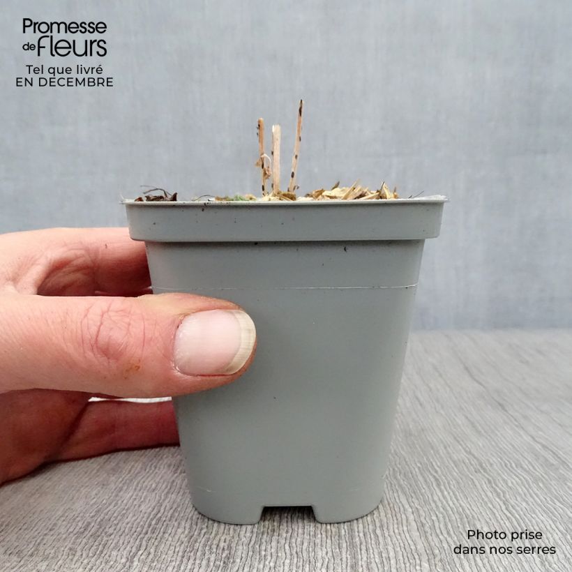 Example of Sedum Mr Goodbud - Orpin d'automne Kweekpotje van 8/9 cm as you get in hiver