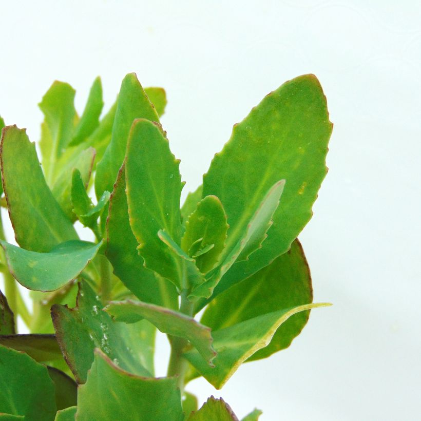 Sedum Mr Goodbud - Hemelsleutel (Foliage)