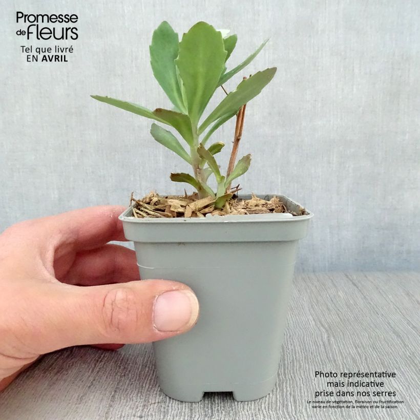 Exemplaar van Sedum Mr Goodbud - Hemelsleutel Kweekpotje van 8/9 cm zoals geleverd in de lente