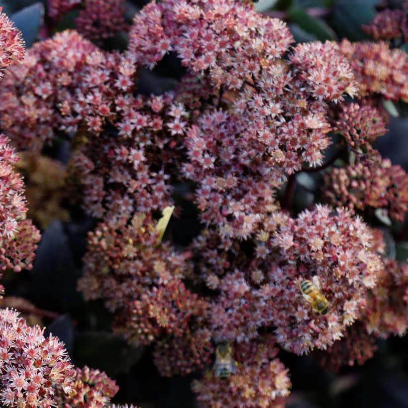 Hemelsleutel Purple Emperor - Sedum (Flowering)