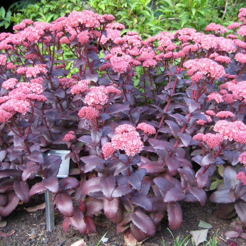 Hemelsleutel Purple Emperor - Sedum (Plant habit)