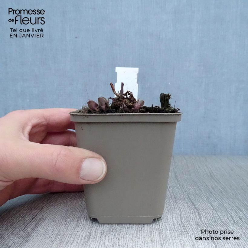 Example of Hemelsleutel Purple Emperor - Sedum Kweekpotje van 8/9 cm as you get in hiver