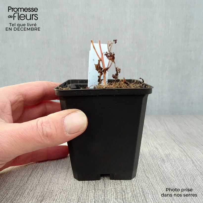 Example of Sedum Red Cauli - Hemelsleutel Kweekpotje van 8/9 cm as you get in hiver