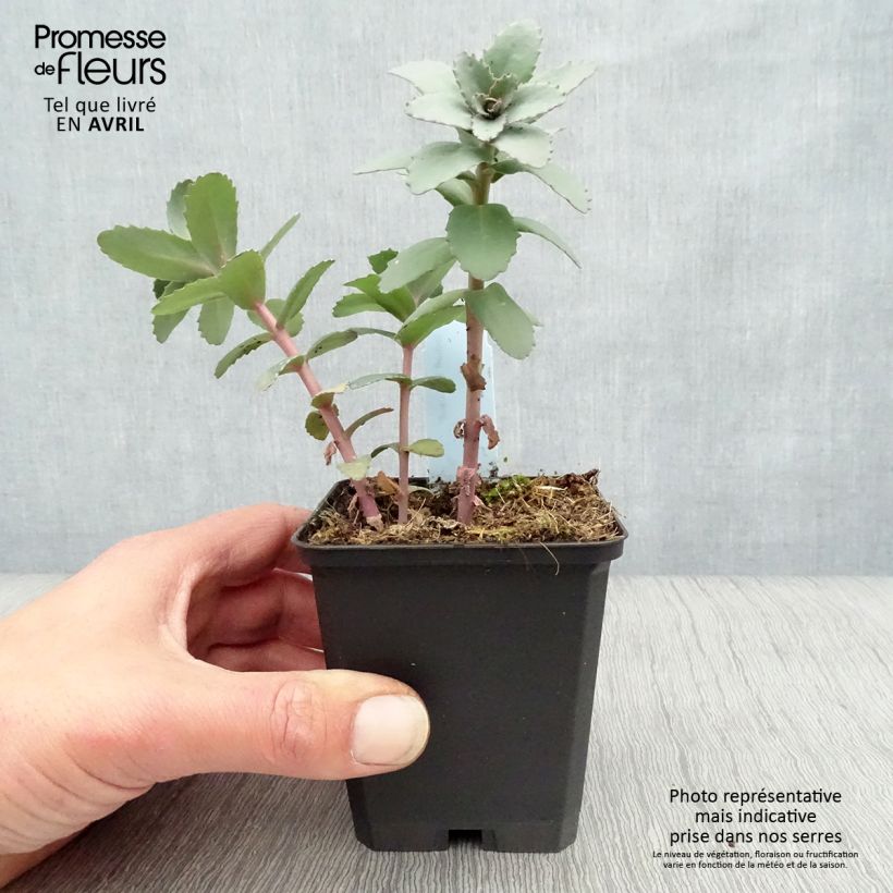 Exemplaar van Sedum Red Cauli - Hemelsleutel Kweekpotje van 8/9 cm zoals geleverd in de lente