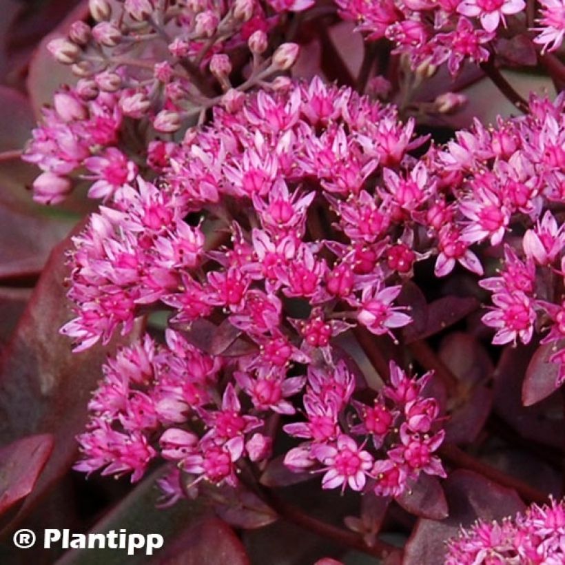 Sedum Sunsparkler Firecracker - Hemelsleutel (Flowering)
