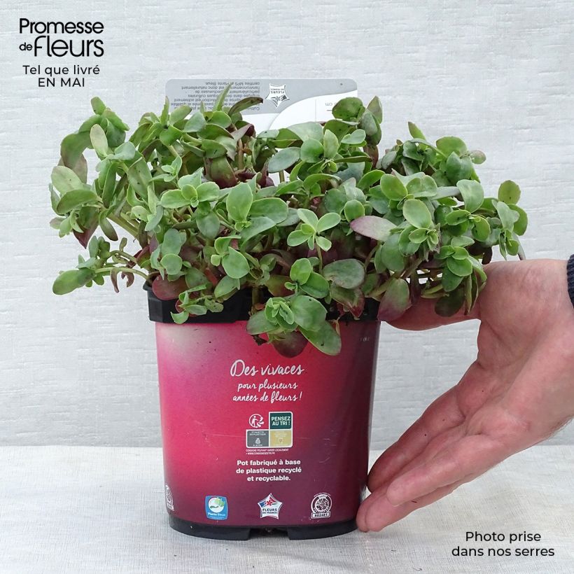 Exemplaar van Sedum Sunsparkler Firecracker - Hemelsleutel Pot van 1,5 l/2 l zoals geleverd in de lente