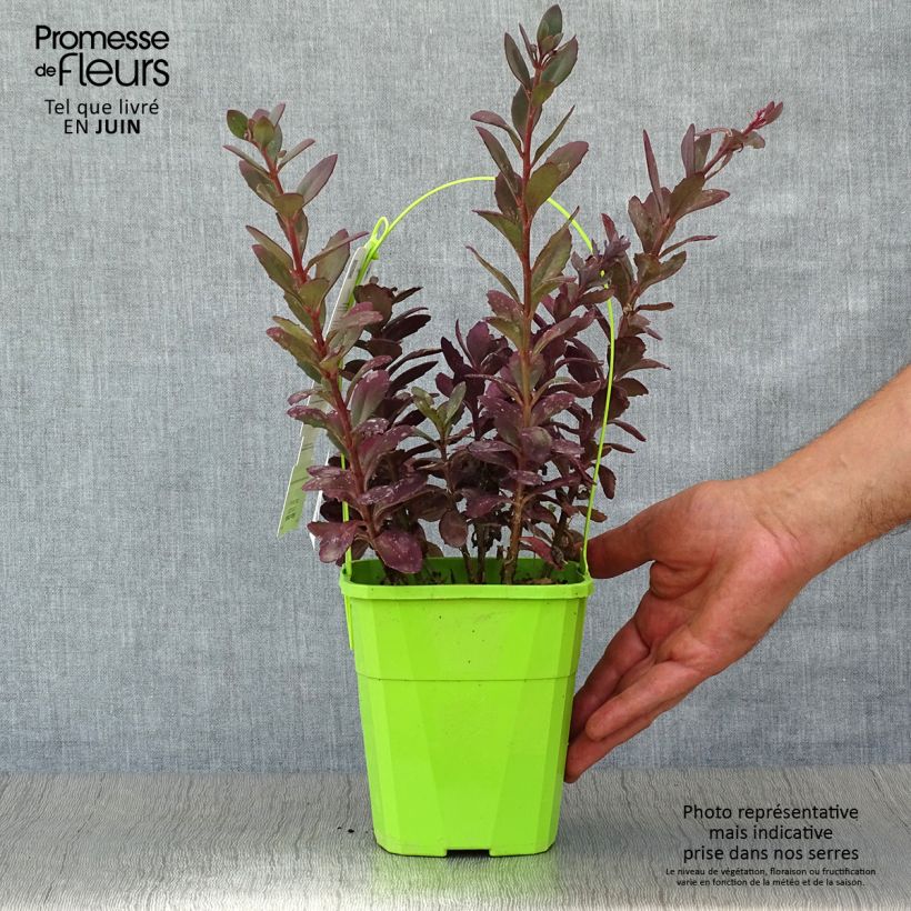 Exemplaar van Sedum Sunsparkler Plum Dazzled - Hemelsleutel Pot van 1,5 l/2 l zoals geleverd in de zomer