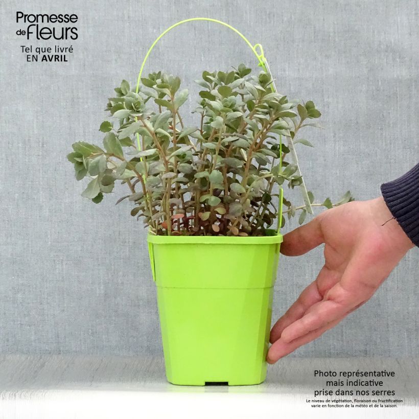 Exemplaar van Sedum Sunsparkler Plum Dazzled - Hemelsleutel Pot van 1,5 l/2 l zoals geleverd in de lente