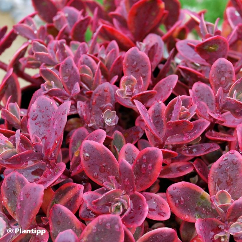 Sedum Sunsparkler Wildfire - Hemelsleutel (Blad)
