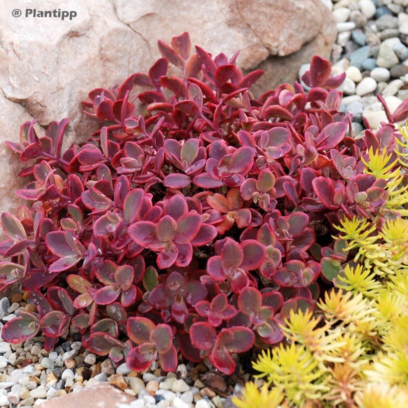 Sedum Sunsparkler Wildfire - Hemelsleutel (Groeiplaats)