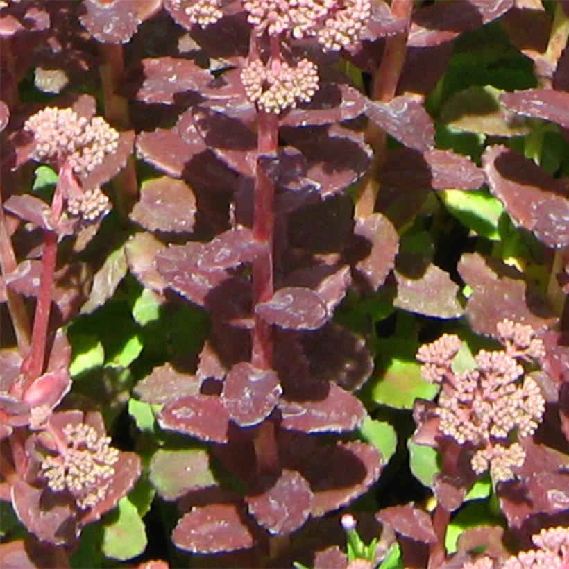 Sedum Stewed Rhubarb Mountain - Hemelsleutel (Blad)