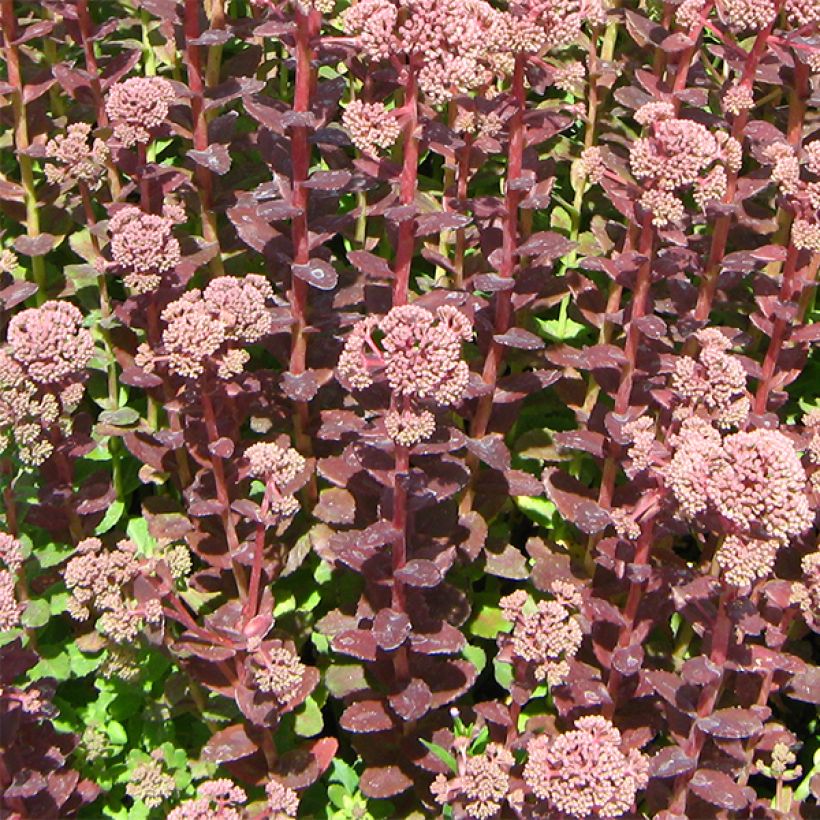 Sedum Stewed Rhubarb Mountain - Hemelsleutel (Groeiplaats)