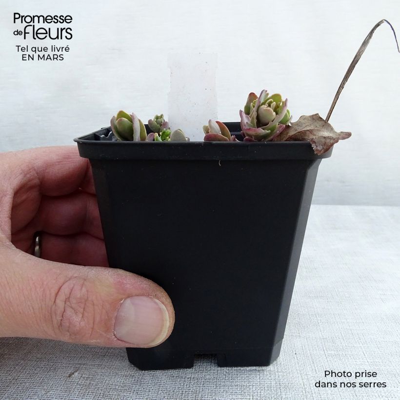 Example of Sedum Strawberry and Cream - Hemelsleutel Kweekpotje van 8/9 cm as you get in hiver