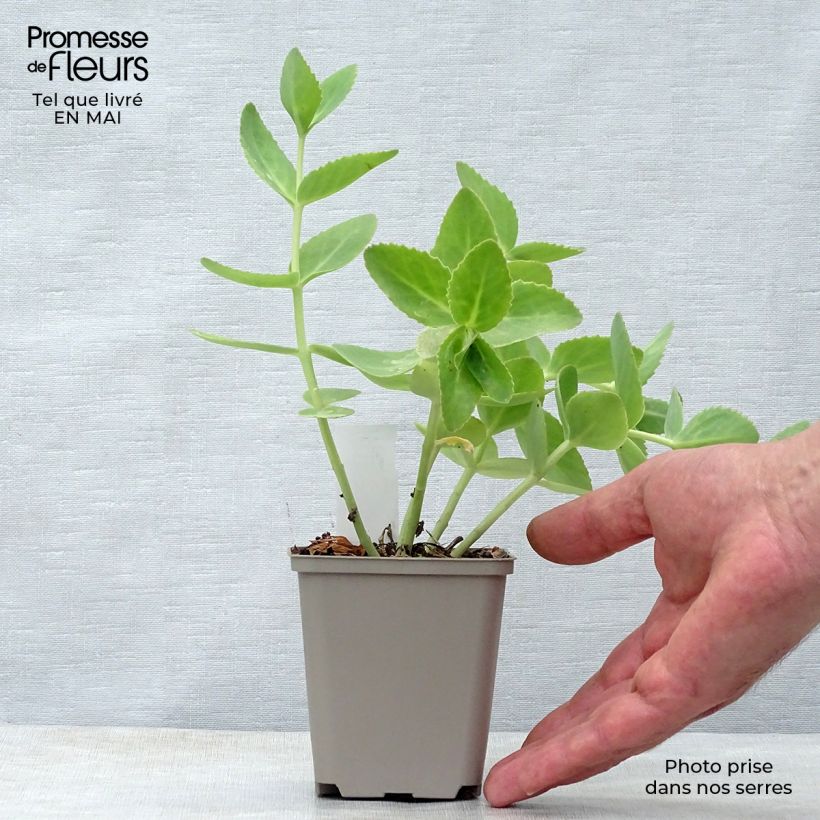 Exemplaar van Sedum Sunkissed - Hemelsleutel Kweekpotje van 8/9 cm zoals geleverd in de lente