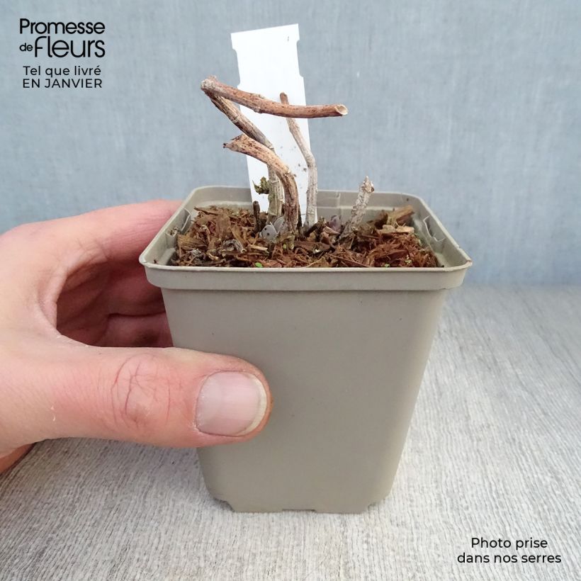 Example of Sedum Sunkissed Kweekpotje van 8/9 cm as you get in hiver