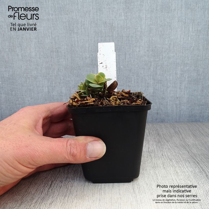 Example of Sedum Sunsparkler Blue Pearl - Orpin Kweekpotje van 8/9 cm as you get in hiver