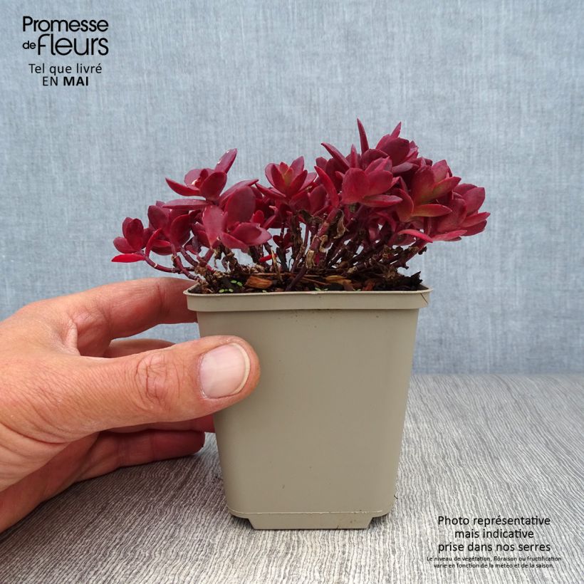 Exemplaar van Sedum Sunsparkler Cherry Tart - Hemelsleutel Kweekpotje van 8/9 cm zoals geleverd in de lente