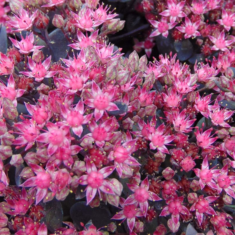 Sedum Sunsparkler Dazzleberry - Hemelsleutel (Flowering)