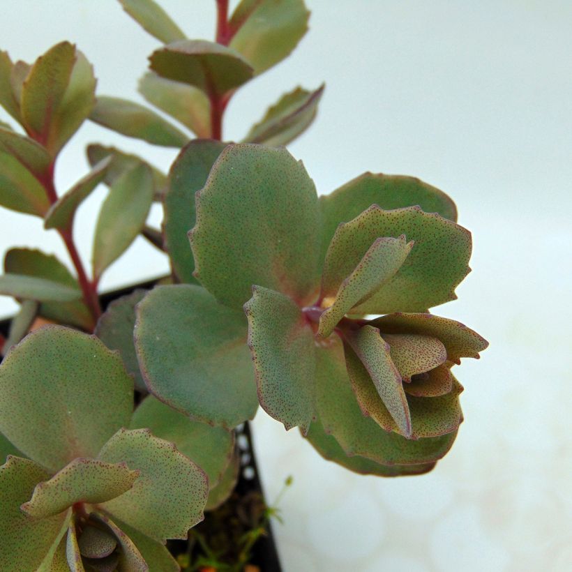 Sedum Sunsparkler Dazzleberry - Hemelsleutel (Foliage)