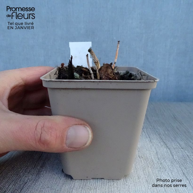 Example of Sedum Sunsparkler Dazzleberry - Hemelsleutel Kweekpotje van 8/9 cm as you get in hiver