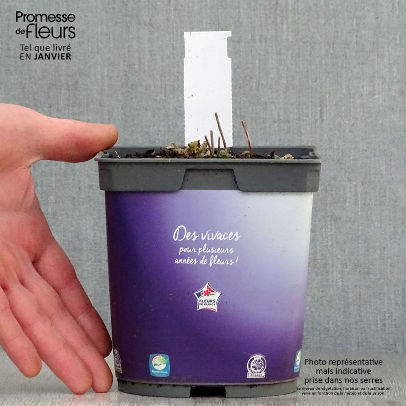 Example of Sedum Sunsparkler Dazzleberry - Hemelsleutel Pot van 2 l/3 l as you get in hiver