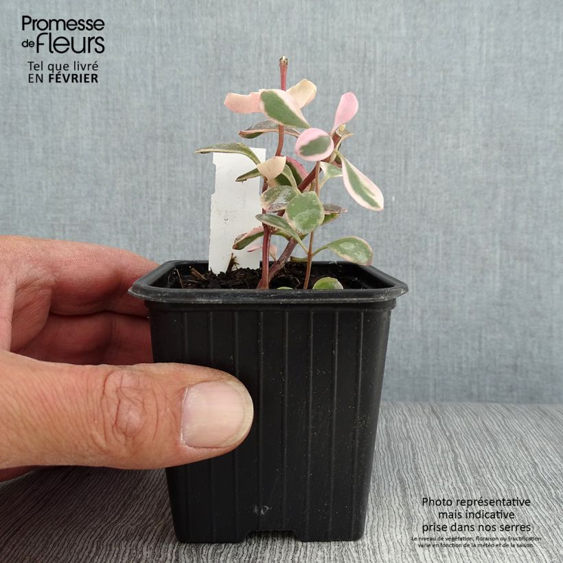 Exemplaar van Sedum Sunsparkler Dream Dazzler - Hemelsleutel Kweekpotje van 8/9 cm zoals geleverd in de herfst
